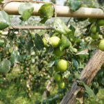 Jujube Plantation