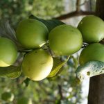 Jujube Plantation